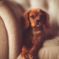 How Pets Can Help You Sell Your Home