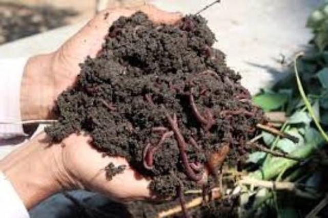 How to make black gold for your garden