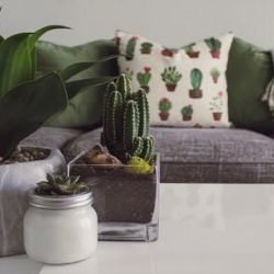 7 Best Indoor Plants For Your Home