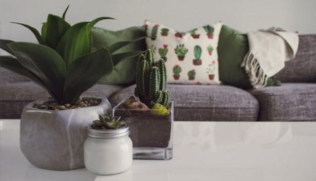 7 Best Indoor Plants For Your Home