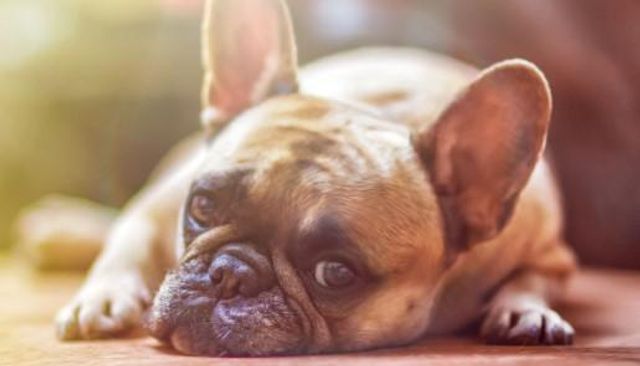 5 Important Tips for Renting with Pets