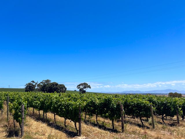 Anandale Hills: 41-Hectare Wine Grape Farm in Stellenbosch Farms.