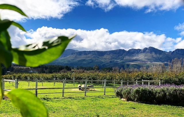 LIFESTYLE FRUIT FARM AND GUESTHOUSE IN THE CAPE WINELANDS