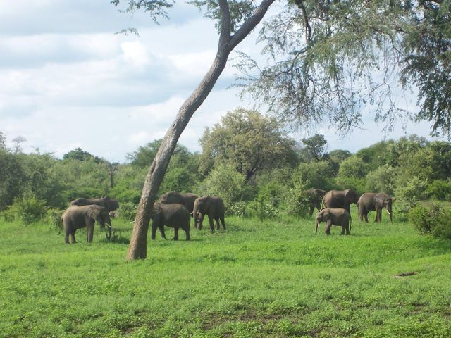 LUANGWA LAND FOR SALE