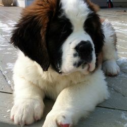 The Golf Estate Rules That Sent A St Bernard To The Doghouse