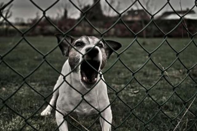 What can a tenant do in a complex  when barking dogs are a problem?