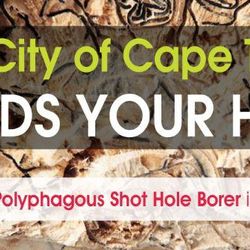 City Of Cape Town Will Be Controlling Polyphagous Shot Hole Beetle In Your Area