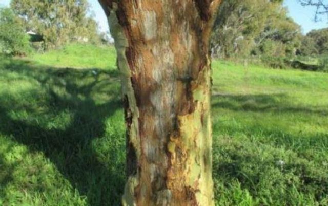 City Condemns Bark Stripping Of Indigenous Cape Trees