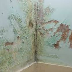 Dealing with Damp in an Apartment - who is responsible?