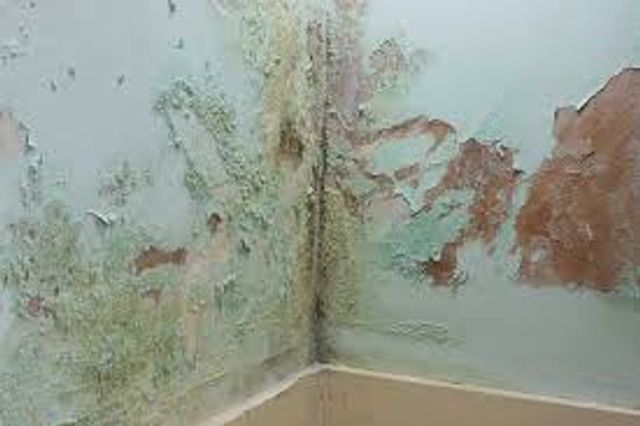 Dealing with Damp in an Apartment - who is responsible?