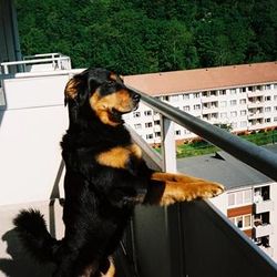 Can Trustees or Home Owner Associations Ban Your Pet In An Apartment Block or Sectional Title Scheme