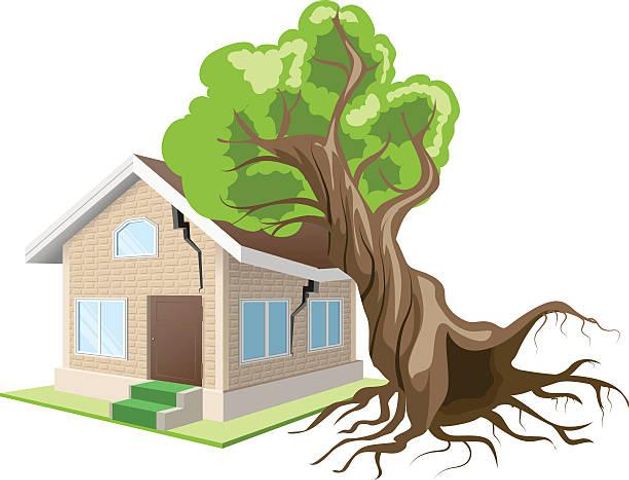 WHY LANDLORDS ARE RESPONSIBLE FOR TREE REMOVAL AND TRIMMING