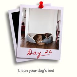 Day 26 - Clean your dog's bed