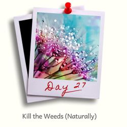 Day 27 - Kill the weeds without killing the earth.