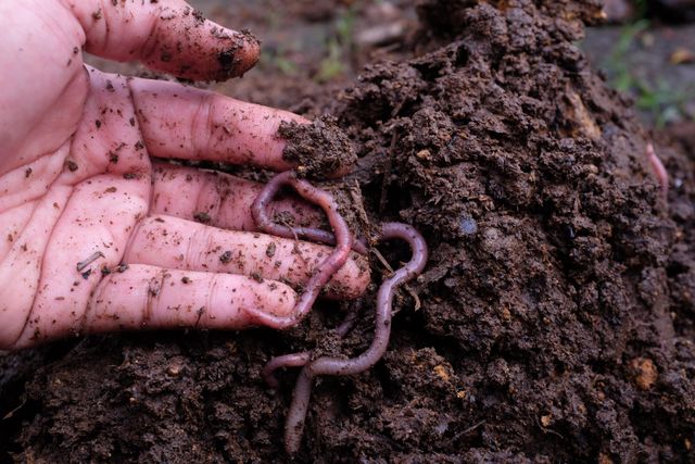 Compost: is it worth it?