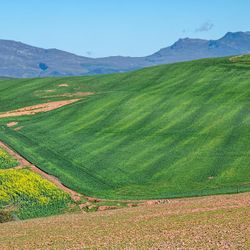 South Africa has a robust summer and winter crop harvest