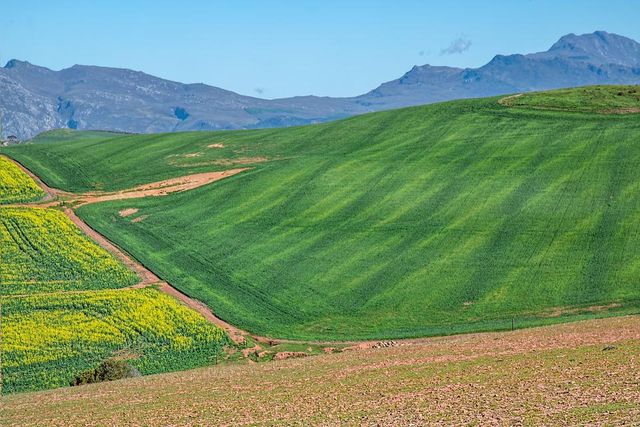 South Africa has a robust summer and winter crop harvest
