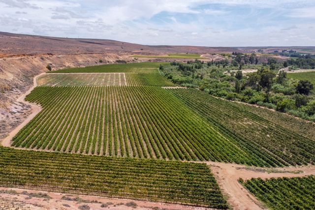 KLAWER: INVEST IN A TURNKEY WINE GRAPE FARM TODAY