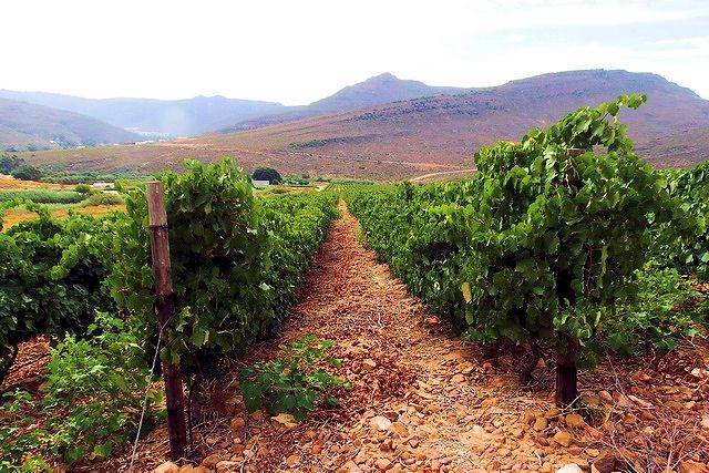PIKETBERG: OUTSTANDING IRRIGATION AND WINE FARM